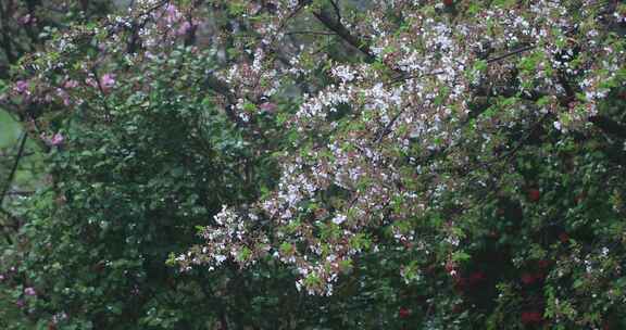 春雨樱花雨樱花飘落凋谢落幕春去