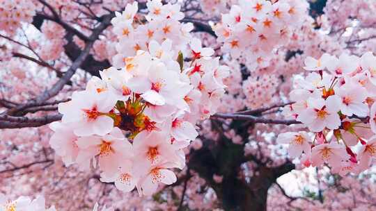 春天立春美丽的樱花粉色盛开视频素材模板下载