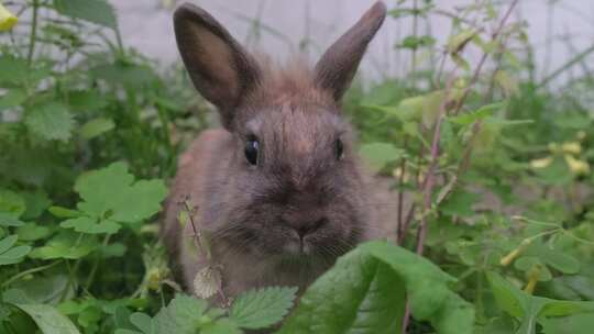 灰色的宠物兔子在花园里面吃草
