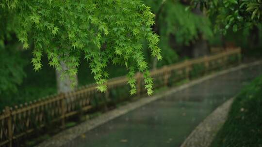 171 杭州 风景 古建筑 下雨天 树叶 小道