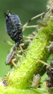 自媒体素材 显微镜下的蚜虫10