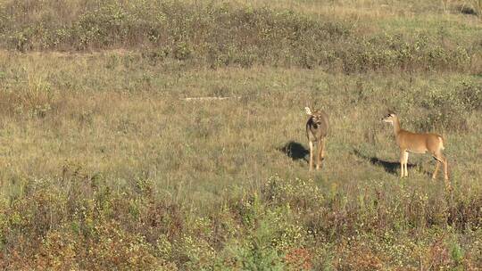 白尾鹿站在杂草中看向镜头
