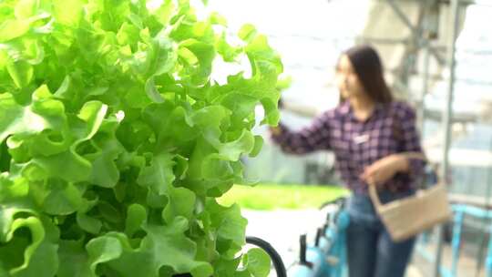 蔬菜种植基地的工作人员观察蔬菜视频素材模板下载