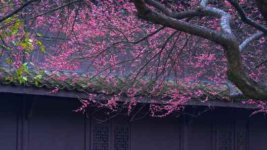 杭州西湖都锦生故居梅花风景