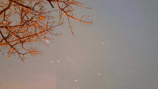 冬季夜晚枝头上雪花从天而降