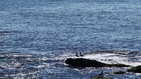 海边礁石群海鸥栖息飞翔慢镜头海浪拍打礁石