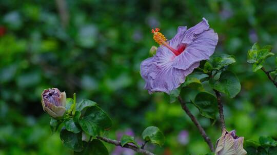 紫色朱瑾花合集