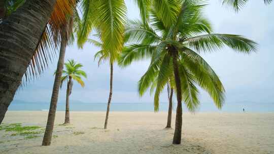 海南三亚海边沙滩椰梦长廊椰树椰子树椰林