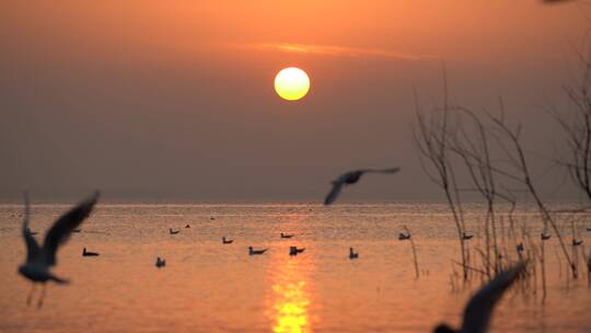 日落湖上的大群红嘴鸥