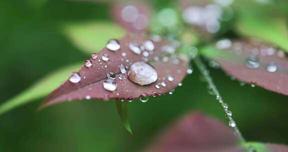 春雨雨水雨滴水珠绿叶随风摇曳清新唯美