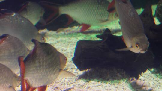 鲫鱼热带鱼雨林鱼类水下食人鱼