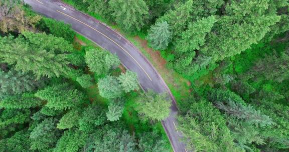 森林中的公路汽车航拍