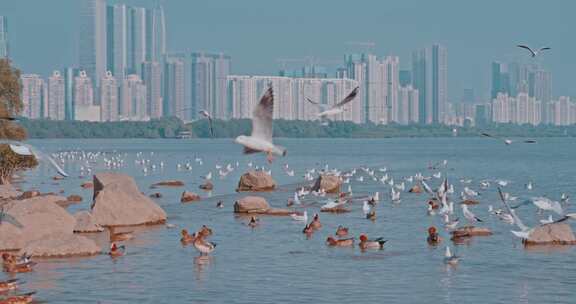 深圳湾海鸥