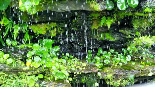 惠州西湖丰渚园雨天4