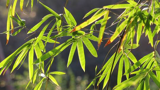 竹子竹叶特写风吹动画面