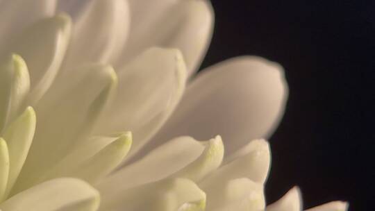 菊花清明鲜花花卉微距特写黑场背景4k (18)视频素材模板下载