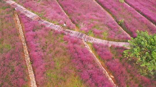 航拍枣庄新城凤鸣公园粉黛花开争艳