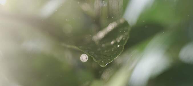 雨中打在叶子上特写镜头