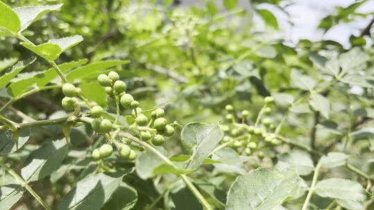 未成熟绿色花椒特写镜头