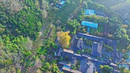 古观音禅寺银杏树秋景