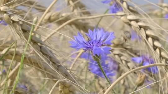 蜂蜜从麦田的矢车菊花中采集花蜜。