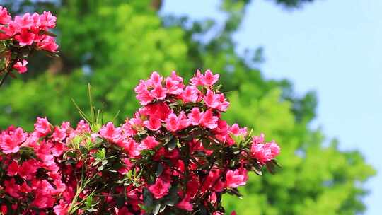 杜鹃花映山红