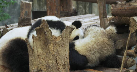 可爱大熊猫宝宝和熊猫妈妈玩耍