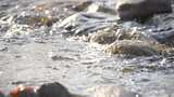 水 河流 小溪 风景 水流 河道 河 风光高清在线视频素材下载