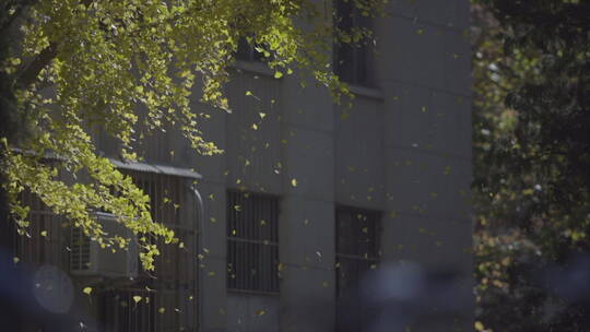清华大学秋季校园 银杏树 落叶如雨撒下