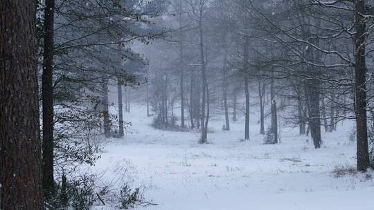 冬天暴雪中的森林树木美景视频素材模板下载