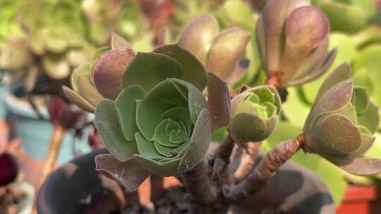 法师多肉植物