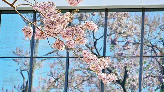 北京亦庄的梧桐大道花海街道