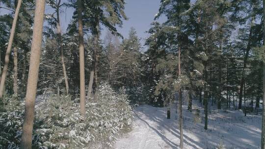 冬季长白山红松美人松原始森林航拍视频素材模板下载