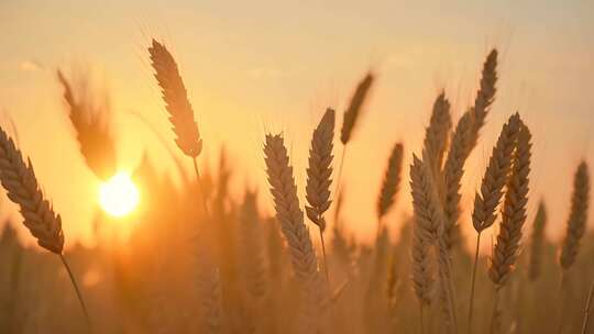 夕阳下自然唯美写实金色麦子麦子熟了