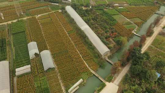 中国广东省佛山顺德区陈村花卉世界年桔盆栽