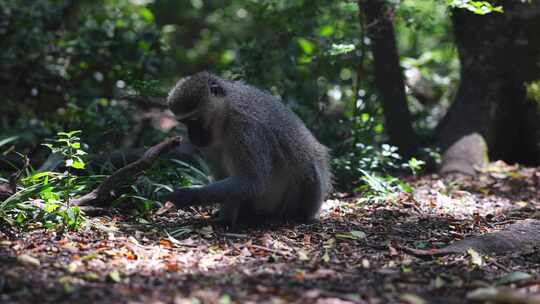 Vervet Monkey，吃，地面，南