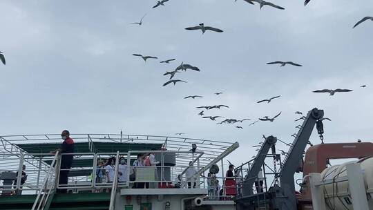 山东蓬莱-长岛海上游船，海上观光喂海鸥