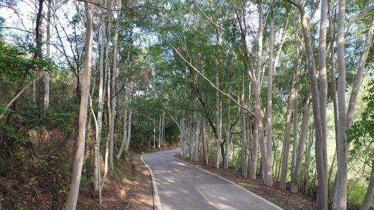 树林公路林荫大道森林阳光道路汽车行驶视角