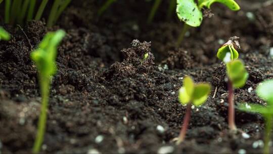 植物的萌芽从土壤中钻出