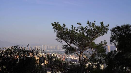 仰拍松树特写树干树枝风吹松树风吹树林树木