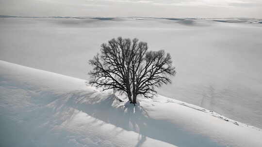 冬天平原积雪和树航拍