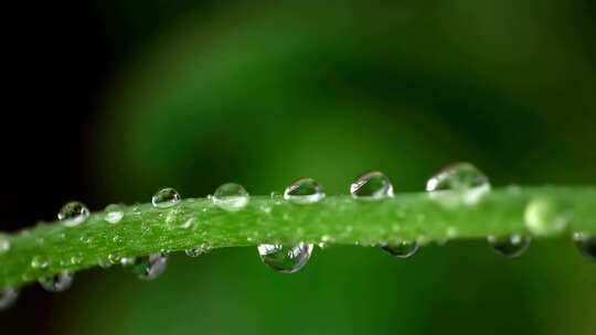 绿色树枝上雨滴的特写