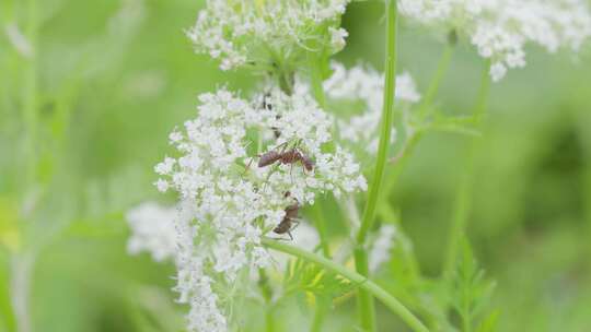 夏日清新野茴香小花上蚂蚁爬行