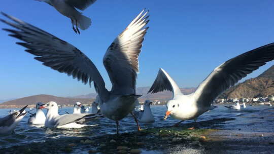 云南大理洱海边的海鸥成群视频素材模板下载