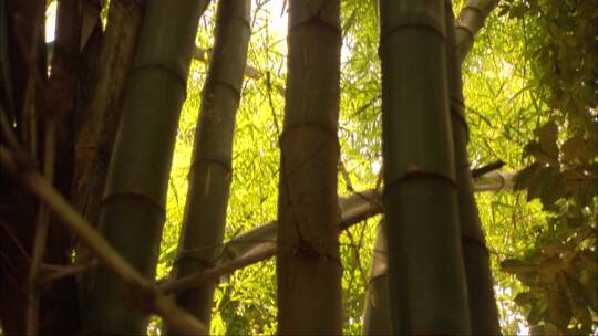 镜头倾斜到竹片顶部