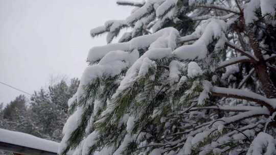 雪从树枝上落下来