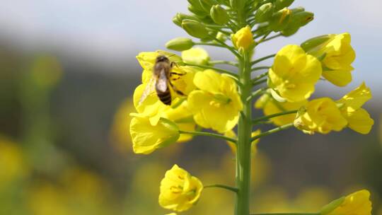 春日里的油菜花盛开蜜蜂采蜜视频素材模板下载