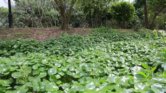 金钱草、铺地莲