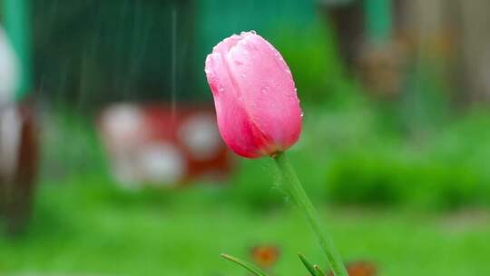 在雨里含苞待放的花骨朵