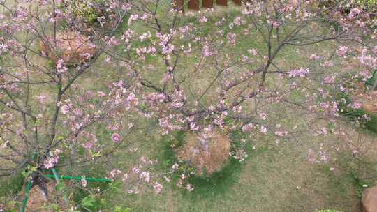 城市樱花盛开航拍